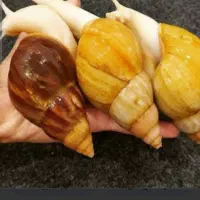 واگذاری حلزون داریدرایگان تحویل می‌گیرم