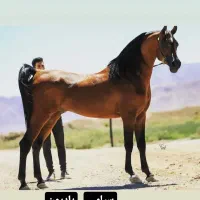 سیلمی عرب دوسر وارداتی مستقیم