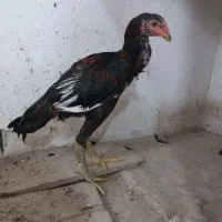 جوجه