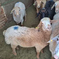 گوسفند و گوساله زنده با پرواربندی گوشت دار