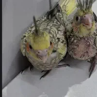 جوجه عروس هلندی