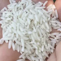 برنج طارم هاشمی اصل فریدونکنار با ارسال رایگان