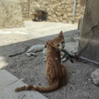 واگذاری رایگان بچه گربه