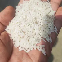 برنج شیرودی