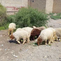 بره نر