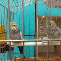 دوتا عروس هلندی