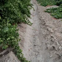فروش انگور دیوانه درجه ۱