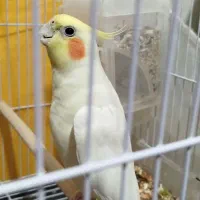 عروس هلندی نر