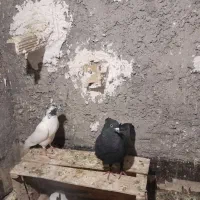 کبوتر نر سیاه کاکلی