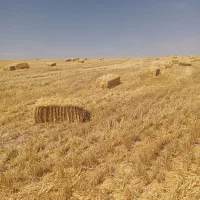 کاه جو
