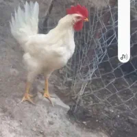 خروس برای قربانی کردن