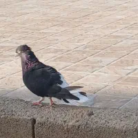 کبوتر. اشغل. دم سفید