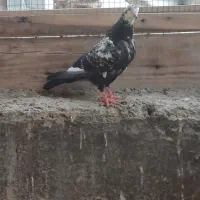 فروش چپرا ماده