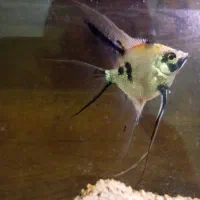 ماهی آنجل مولد