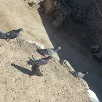 کبوتر