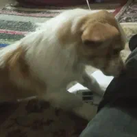 سگ روباهی ۱۰ماه هست خیلی با هوش. و بازی گوشه