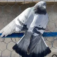 کبوتر