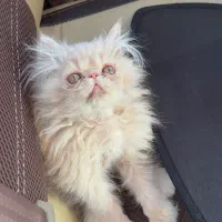 گربه ی کاراملی