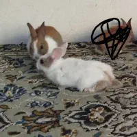بچه خرگوش نازارسالم دارم به گنبد