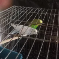 پرنده|پرنده|کرج, بنیاد|دیوار