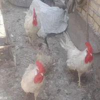 خروس
