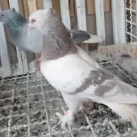 جفت سوسنی و سبز دم سفید با جوجه