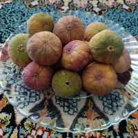 انجیر