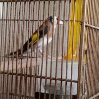 سهره نر و ماده دوساله تولکی