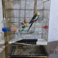 دوعد قفس پرنده