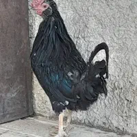 یک عدد خروس جوان گلین بدون یک پر غلط