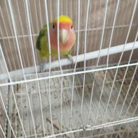 طوطی کوتوله