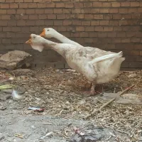 یک جفت قو غاز