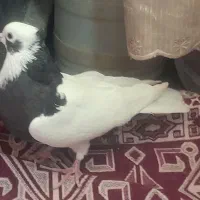 پرنده یا کبوتر