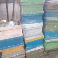 صندوق زنبور