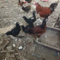 مرغ.خروس.جوجه.