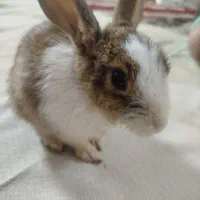 خرگوش