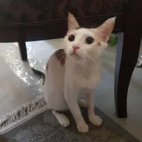 واگذاری یک گربه دوست‌داشتنی به سرپرست مهربان