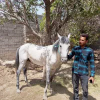 اسب نر..|اسب و تجهیزات اسب‌سواری|ماهدشت, |دیوار