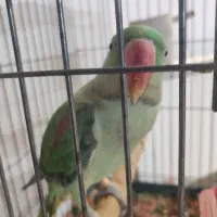 شاه طوطی