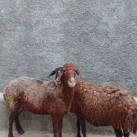 میش بی بره