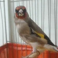 سهره نر دورگ