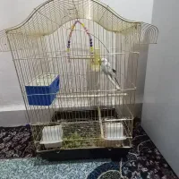 مرغ عشق|پرنده|کرخه, |دیوار