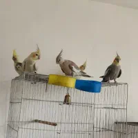 یک جفت عروس هلندی. با ۵ جوجه