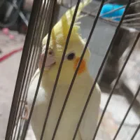 عروس هلندی ماده ۸۰۰