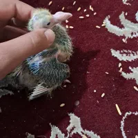 دو تا جوجه پلنگ رایگان