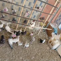کبوتر تهرانی نابلدرسید فقط در پرنده فروشی صداقت