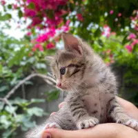 بچه گربه