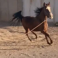 مادیان دره شوری