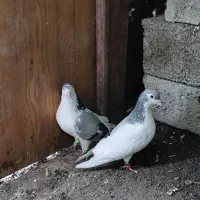 کبوتر ساده چپ و مرغ عشق