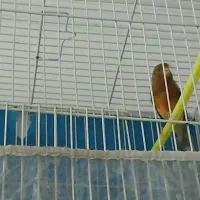 نر مست خون